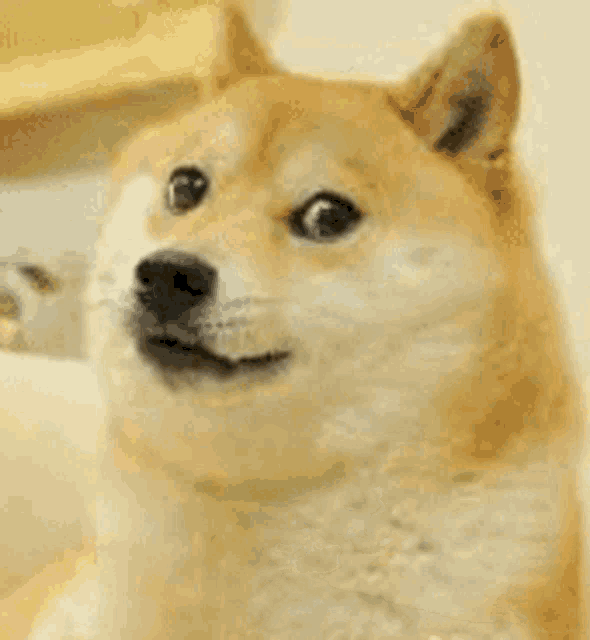 Doge Doge Coin GIF