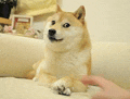 Doge Doge Meme Meme