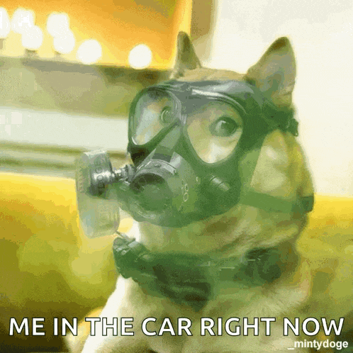 Doge Dogecoin GIF