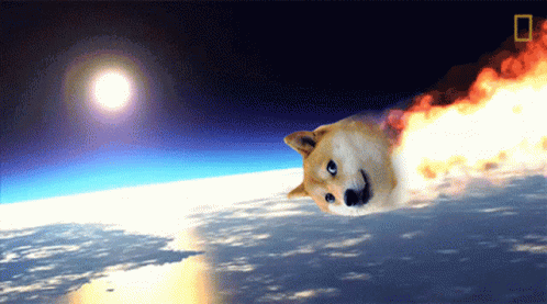 Doge Dogecoin GIF
