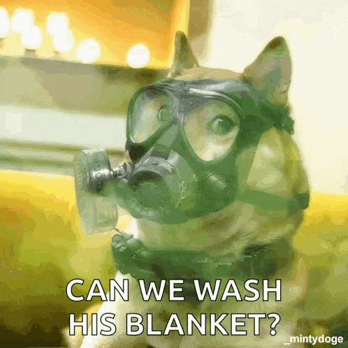 Doge Dogecoin GIF