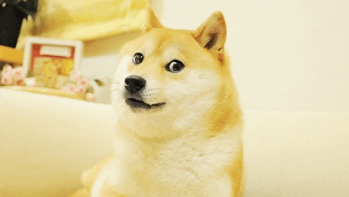 Doge Meme