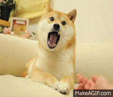 Doge Own The Doge GIF