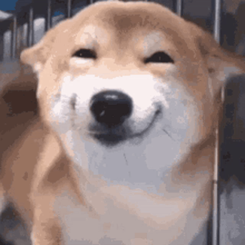 Doge Smile Psychee Sweet GIF. This 498 x 498 animated GIF is part of our shiba inu smile collection. Created by SirRainbow. View the original animation…