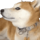 Doge Weird Doge Sticker