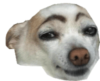 Doggi Eyebrew Dogeye Dogsmile Weird Dog Sticker