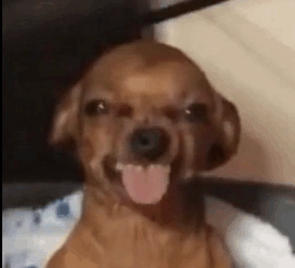 Doggie GIF