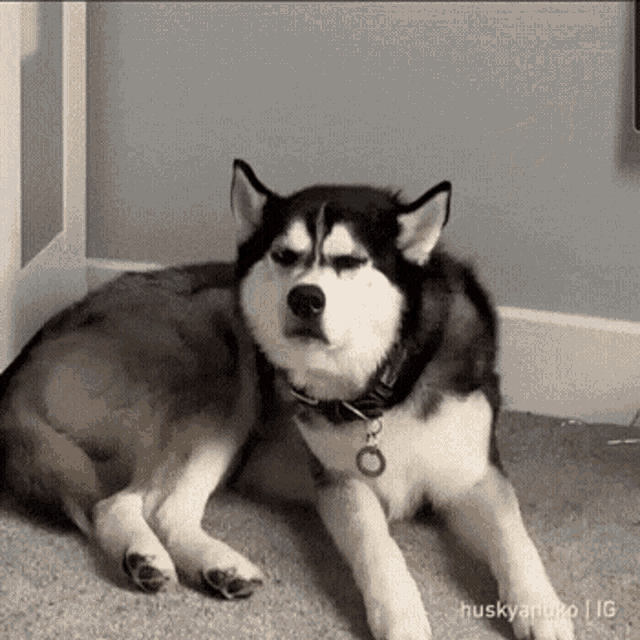 Doggo Annoyed GIF