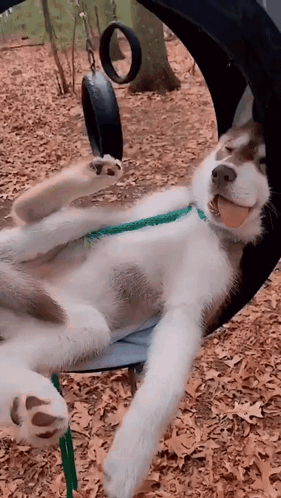 Doggo Doggy GIF