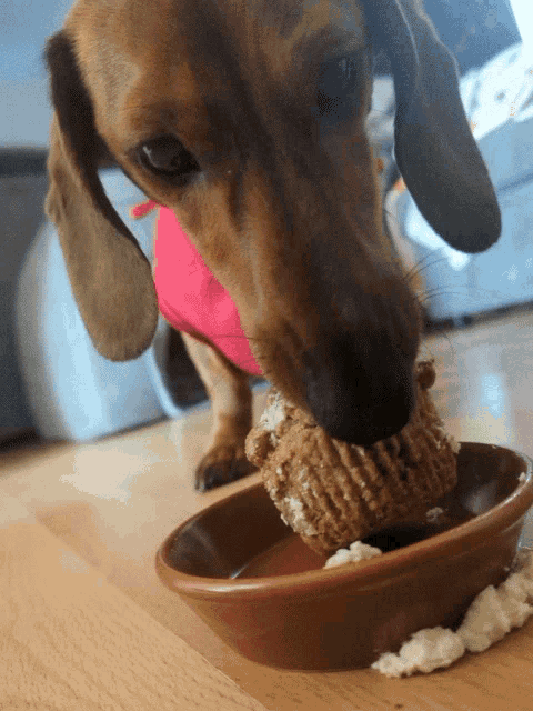 Doggo Puppy GIF