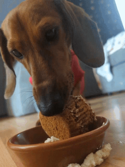 Doggo Puppy GIF
