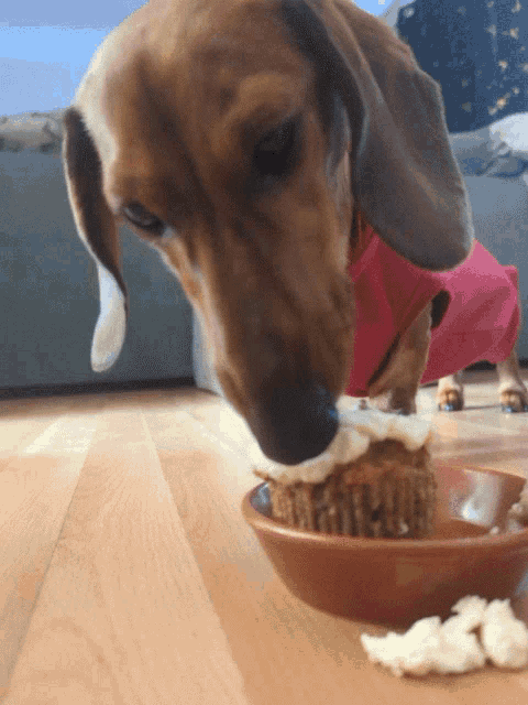 Doggo Puppy GIF