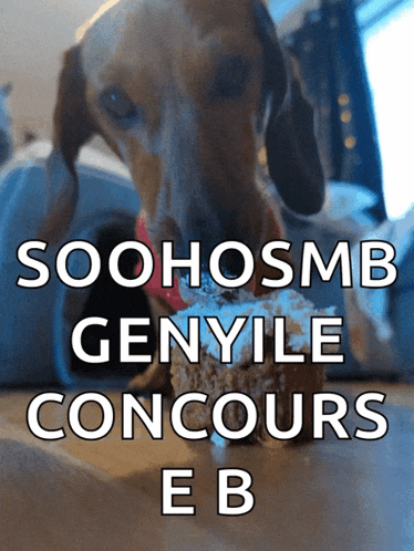 Doggo Puppy GIF