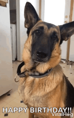 Doggo Smile Force Smile GIF