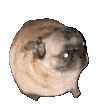 Doggo Spinning Sticker