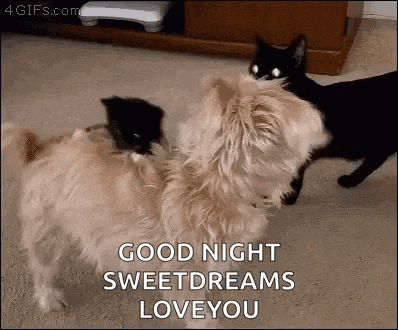 Doggy GIF
