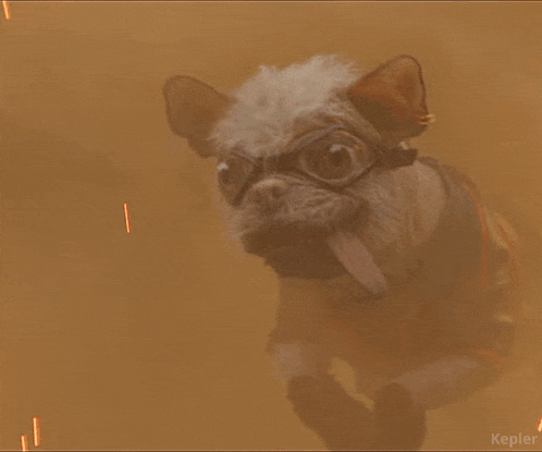 Dogpool Deadpool And Wolverine GIF