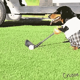 Dogs Animals GIF
