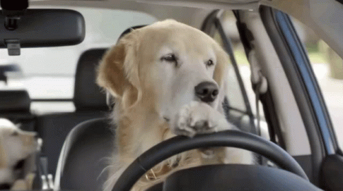 Dogs Car GIF