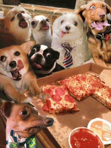 Dogs Cat GIF. This 373 x 498 animated GIF is part of our pizza rat collection. Related themes include cat, pizza. View the original animation, share it, or…