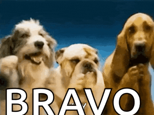 Dogs Clap GIF