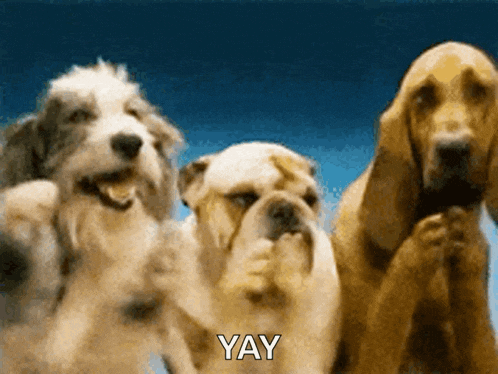 Dogs Clap GIF