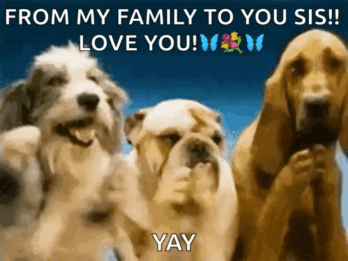 Dogs Clap GIF