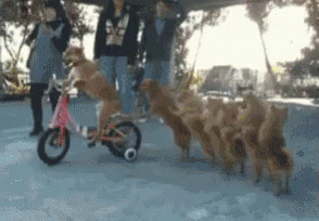 Dogs Dogsinaline GIF