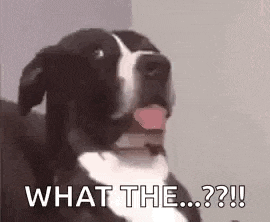 Dogs Funny Look GIF