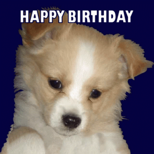 Dogs Happy Birthday Dogs Birthday Message GIF. This 498 x 498 animated GIF is part of our happy birthday puppy collection. Related themes include cute happy…