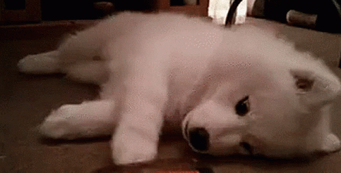 Dogs Puppies GIF
