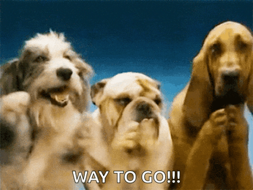 Dogs Puppy GIF