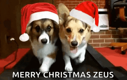 Dogs Treadmill GIF
