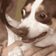 Dogscary91 GIF