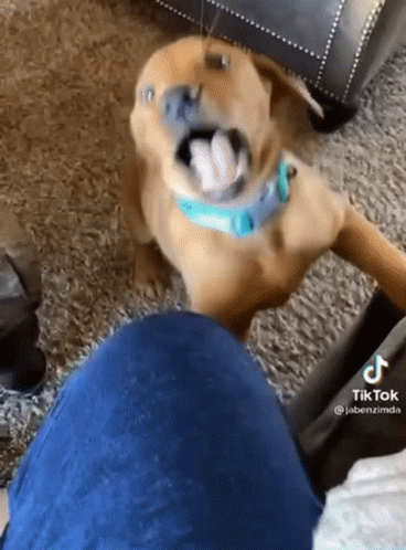 Dogtiktok Dogbite GIF