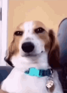 Doguinho GIF
