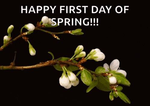 Dogwood Blooms GIF