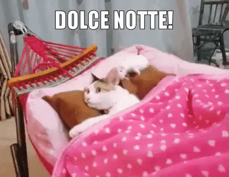 Dolce Notte Buonanotte Buona Notte Dormi Bene Sogni D’oro Sonno Assonnata Assonnata Gatto GIF