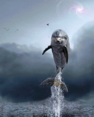 Dolphin Bird GIF