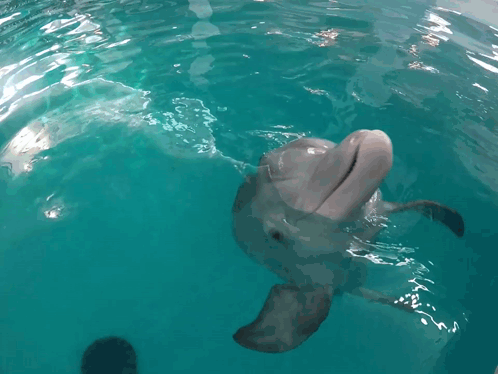 Dolphin Dolphin Tale GIF