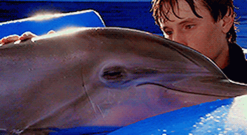 Dolphin Dolphintale GIF