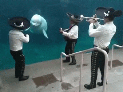 Dolphin GIF