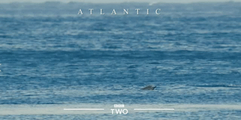 Dolphin Laugh GIF