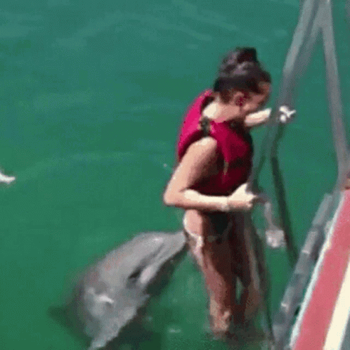 Dolphin Naughty Dolphin GIF