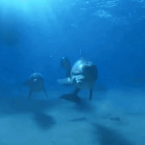 Dolphin Playful GIF