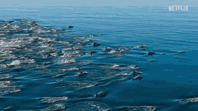 Dolphin Sea GIF