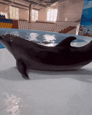 Dolphin Spinning GIF