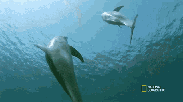 Dolphins The Shark Immune System GIF