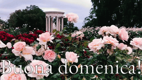 Domenica Buona Domenica Felice Domenica Passa Una Buona Domenica Finalmente è Domenica GIF