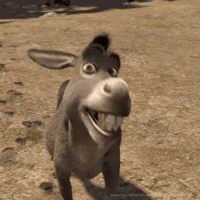 Donkeh GIF